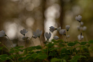 Bokeh