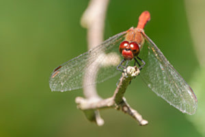 Naturschönheit