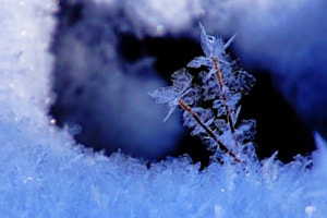 Frozen Art