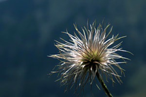 Naturschönheit Naturschönheit