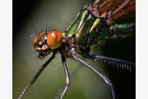 Prachtlibelle