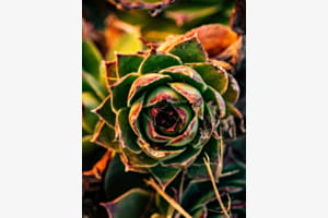 Sempervivum