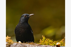 Amsel Amsel