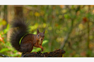 Eichhörnchen im Herbstwald