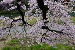 Kirschblüten in Japan Kirschblüten in Japan