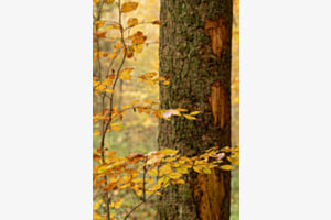 Herbstfarben
