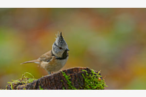 Haubenmeise im Herbstwald