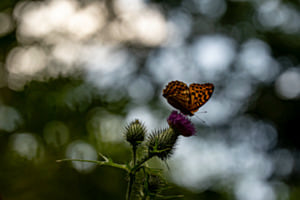 Bokeh