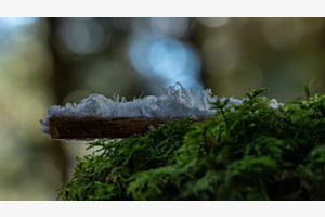 Engelshaar im Wald
