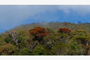 Nebelwald in Sri Lanka
