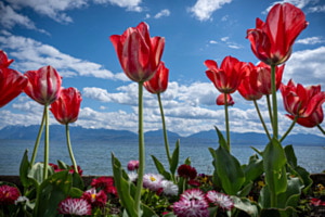 Frühling in Morges 