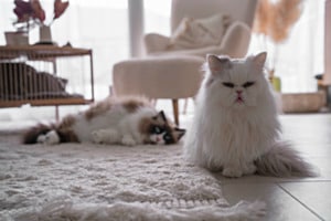 Home security on duty