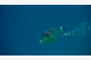 Blauer Fisch im blauen Wasser