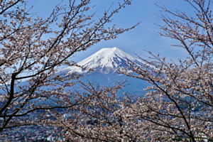 Kirschblüte in Japan