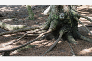 Laune der Natur