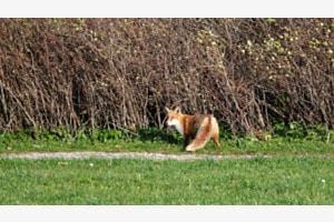 Renard