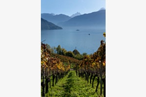 Herbst am Thunersee 