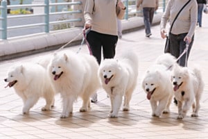 Spot the difference: Five shades of white
