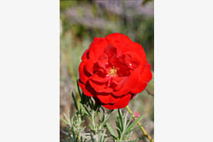 ROSE AND ROSEMARY