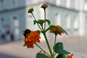 WILDLIFE OLTEN