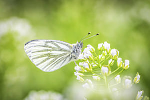 Papillon