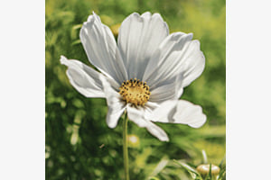 Blancheur de fleur