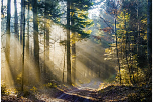En forêt