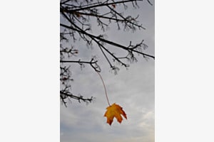 Das lezte Blatt
