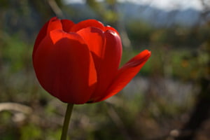 Rot wie eine Tulpe