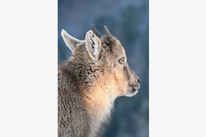 Ibex Ibex