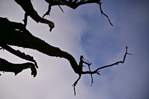 Abstrakt Abstrakt