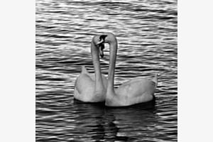 Cygnes ... à deux