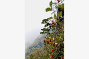 Kiefer vor Nebel