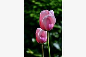 Tulpen