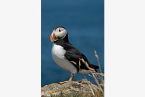 Papageientaucher Papageientaucher