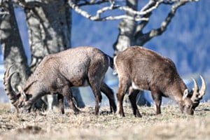 Ibex Ibex