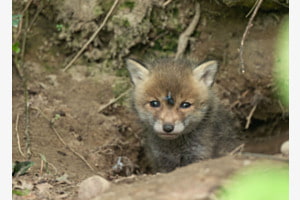 Babyfuchs mit lästiger Fliege (Wildlife)