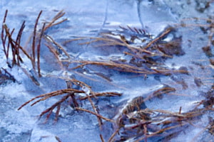 Gefangen im Eis