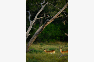 Leben im Okavango