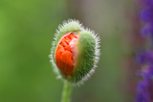 Mohn