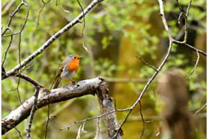 Rouge-gorge