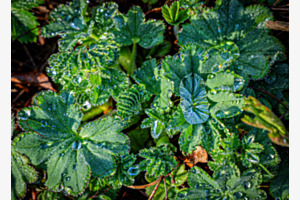 Wassertropfen