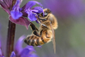 Fleissiges Bienchen