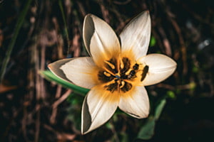 Tulpe 
