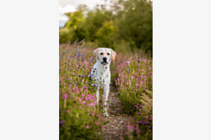 Flower Power