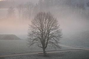 Baum im Nebel