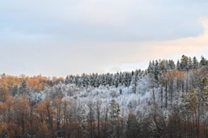 Waldesstille