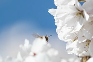 Frühling