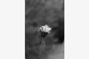 Letzte Blüte 