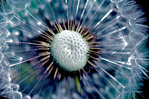 Pusteblume